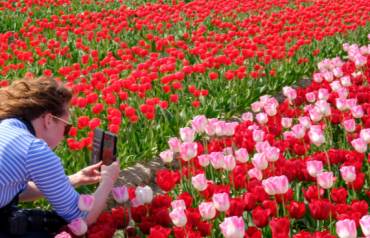 Tulip Time river cruise fine dining experience on AmaWaterways ship